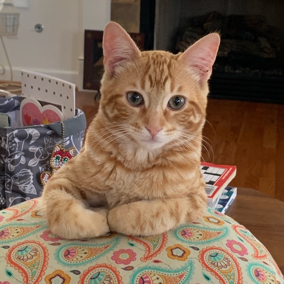 My Handsome Boy 🐈 Tobie 💙 - Picture 3 of 5